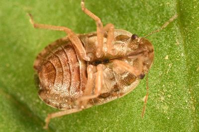 <i>Sciocoris cursitans</i>
