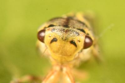 <i>Oncopsis flavicollis</i>