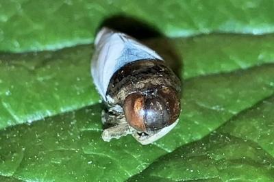 <i>Notonecta viridis</i>
