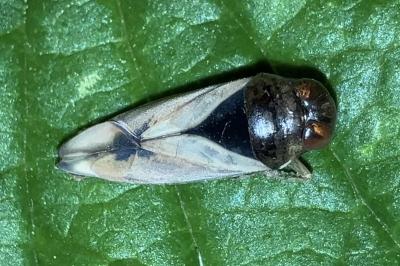 <i>Notonecta viridis</i>