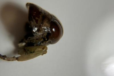<i>Notonecta viridis</i>