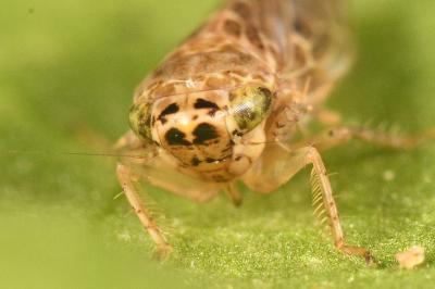 <i>Euscelidius variegatus</i>