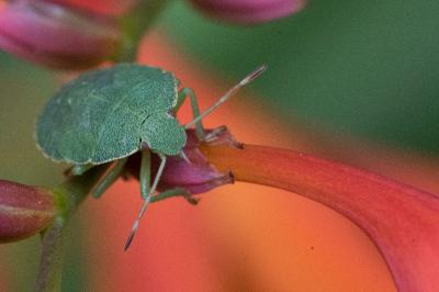 <i>Palomena prasina</i>