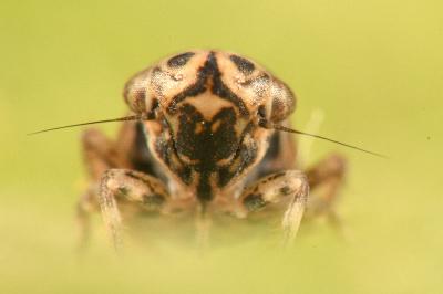 <i>Anaceratagallia ribauti</i>