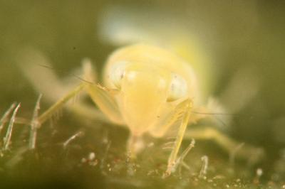 <i>Ribautiana ulmi</i>