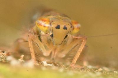 <i>Cicadula frontalis</i>