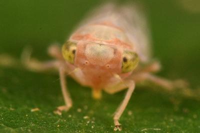 <i>Tremulicerus</i>