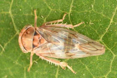 <i>Tremulicerus</i>