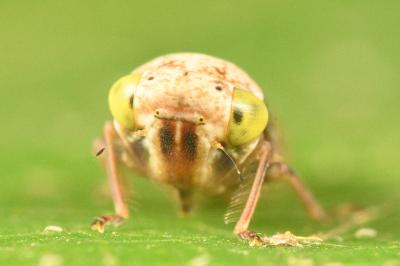 <i>Acericerus ribauti</i>