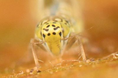 <i>Eupteryx decemnotata</i>