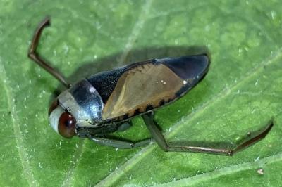 <i>Notonecta glauca</i>