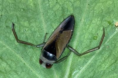 <i>Notonecta glauca</i>