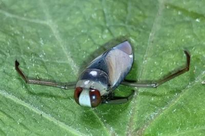 <i>Notonecta glauca</i>