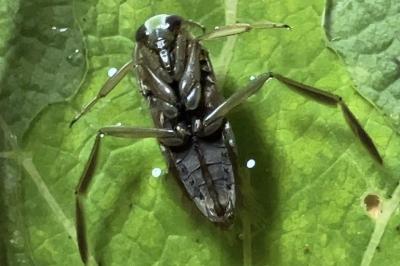 <i>Notonecta glauca</i>