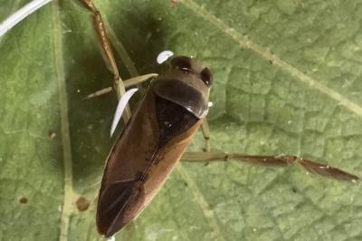 <i>Notonecta glauca</i>