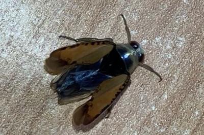 <i>Notonecta glauca</i>