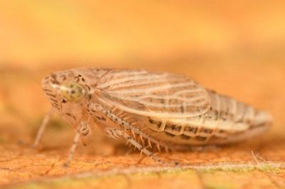 <i>Streptanus</i>