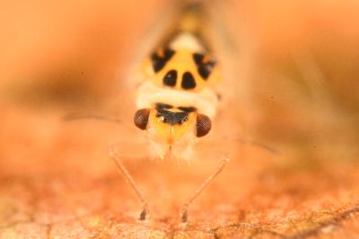 <i>Psyllopsis discrepans</i>