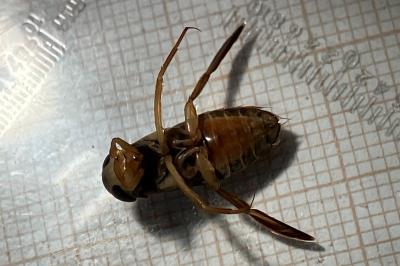 <i>Corixa punctata</i>