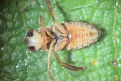 <i>Corixa punctata</i>