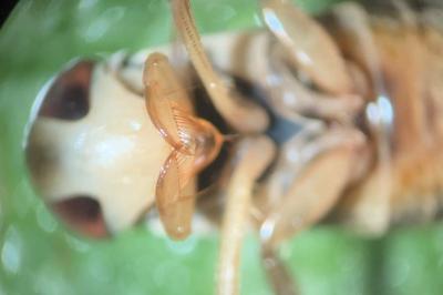 <i>Corixa punctata</i>