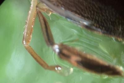 <i>Corixa punctata</i>