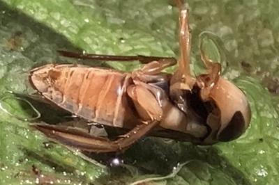 <i>Corixa punctata</i>
