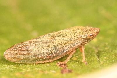 <i>Aphrophora salicina</i>