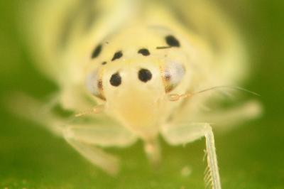 <i>Linnavuoriana decempunctata</i>