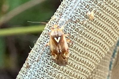 <i>Lygus pratensis</i>