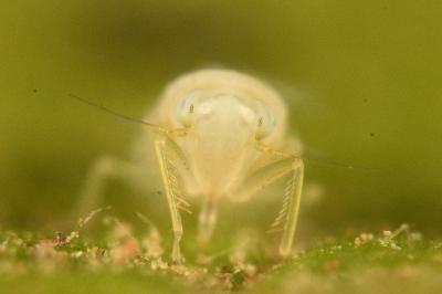 <i>Ribautiana tenerrima</i>
