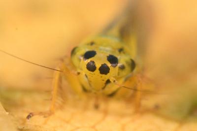 <i>Cicadula albingensis</i>