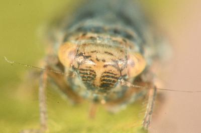 <i>Streptanus sordidus</i>
