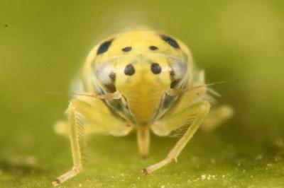 <i>Linnavuoriana sexmaculata</i>