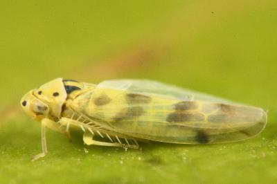 <i>Linnavuoriana sexmaculata</i>
