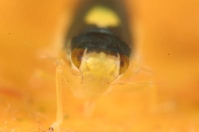 <i>Eupteryx vittata</i>