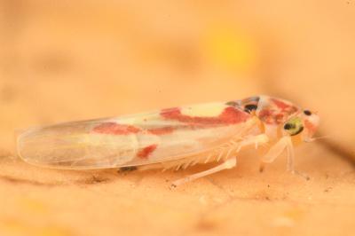 <i>Zygina lunaris</i>