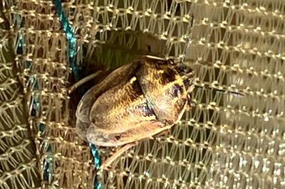 <i>Neottiglossa leporina</i>