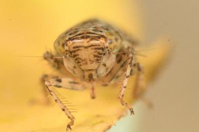 <i>Streptanus aemulans</i>