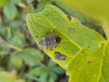 <i>Halyomorpha halys</i>