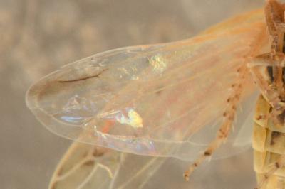 <i>Balclutha punctata</i>