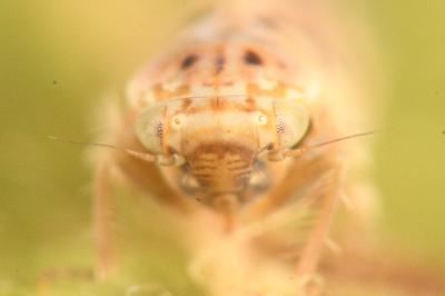 <i>Balclutha punctata</i>