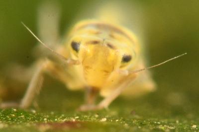<i>Zyginidia scutellaris</i>