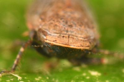 <i>Stroggylocephalus livens</i>
