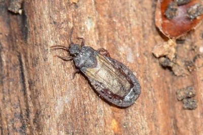<i>Aneurus laevis</i>