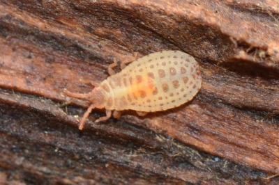 <i>Aneurus laevis</i>