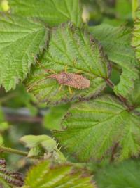 <i>Gonocerus acuteangulatus</i>