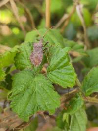 <i>Coreus marginatus</i>