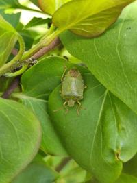 <i>Palomena prasina</i>