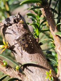 <i>Rhaphigaster nebulosa</i>